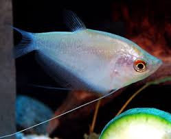 Moonlight Gourami - "Trichopodus microlepis"
