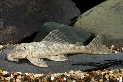 L127 - Mottled Acanistrinae Pleco - "Ancistrinae sp."