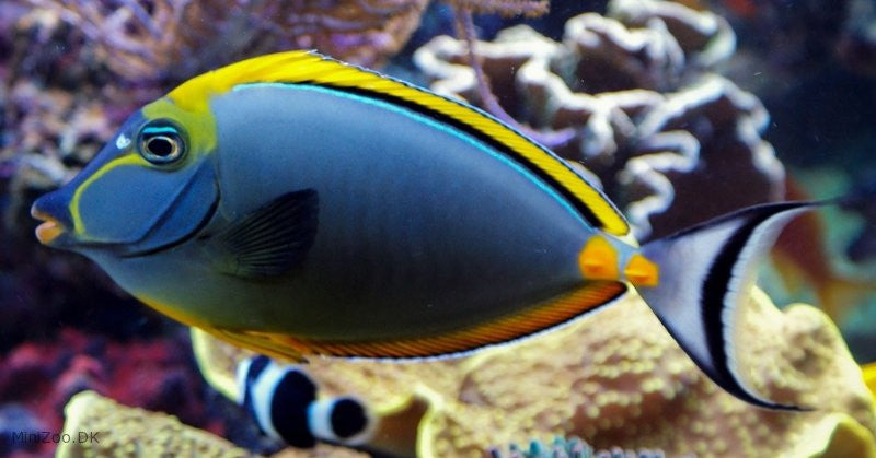 Blond Naso Tang "Naso elegans"