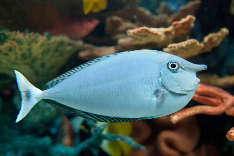 Bluespine Unicorn Tang "Naso unicornis"