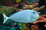 Bluespine Unicorn Tang "Naso unicornis"