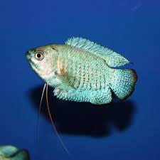 Neon Blue Flame Gourami "Trichogaster lalius"