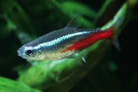 Neon Tetra "Parassheirodon innesi"