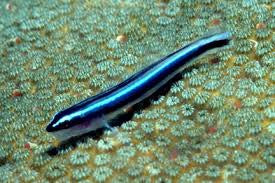 Neon Goby "Elacatinus oceanops"