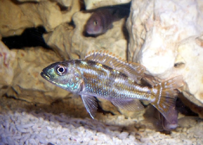 Fusco Cichlid ``Nimbochromis fuscotaeniatus``