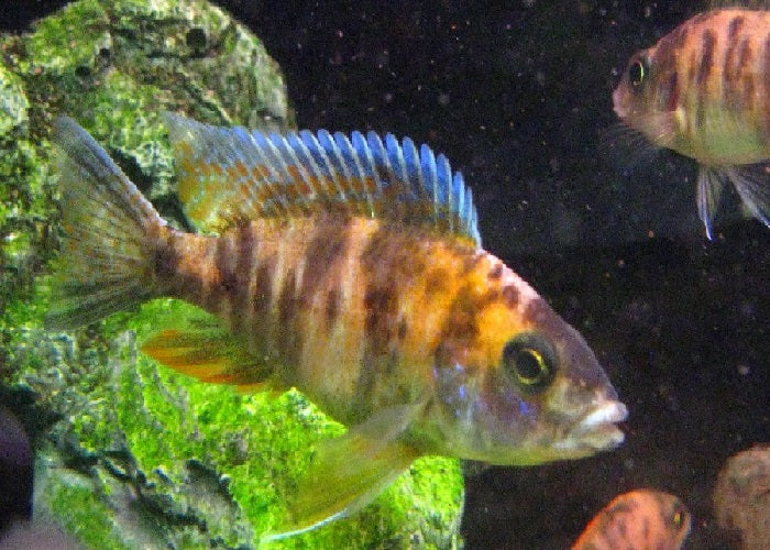 Peacock Cichlids "Aulonocara"