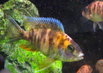 Peacock Cichlids "Aulonocara"