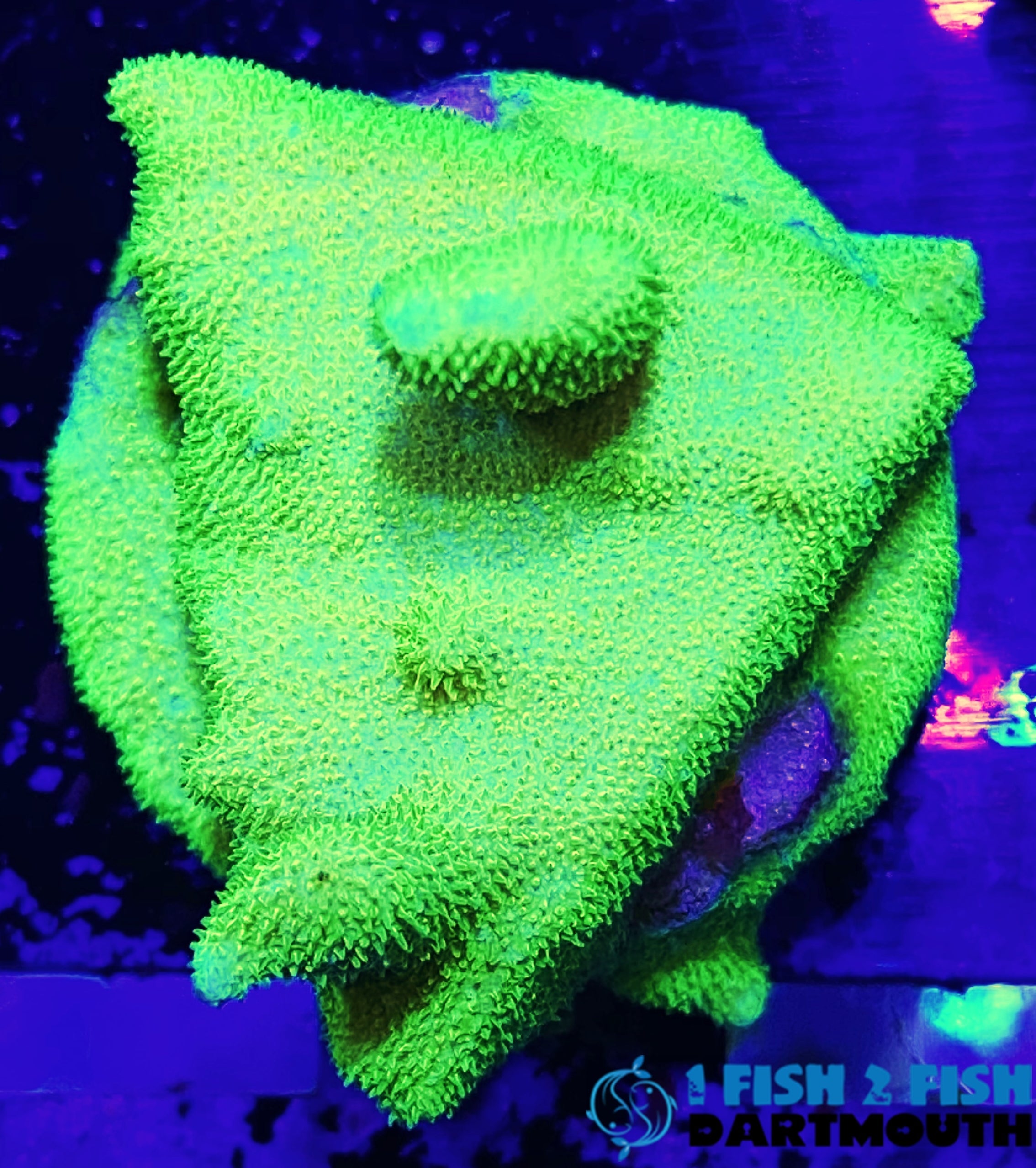 ORA Green Psammacora