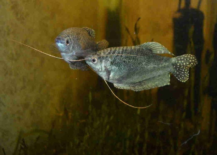 Opaline Gourami "Trichogaster trichopterus"