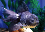 Oranda Goldfish "Carassius auratus"