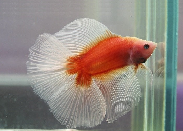 Bettas "Betta splendens"
