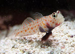 Orange Spot Prawn Goby "Amblyeleotris guttata"