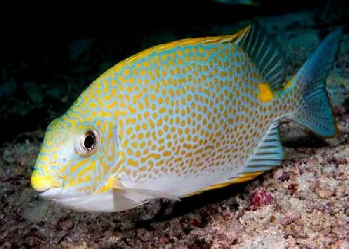 Orange Spotted Rabbitfish "Siganus guttatus"