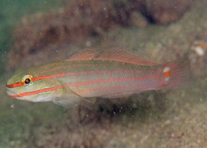 Orange Striped Goby "Amblygobius decussatus"