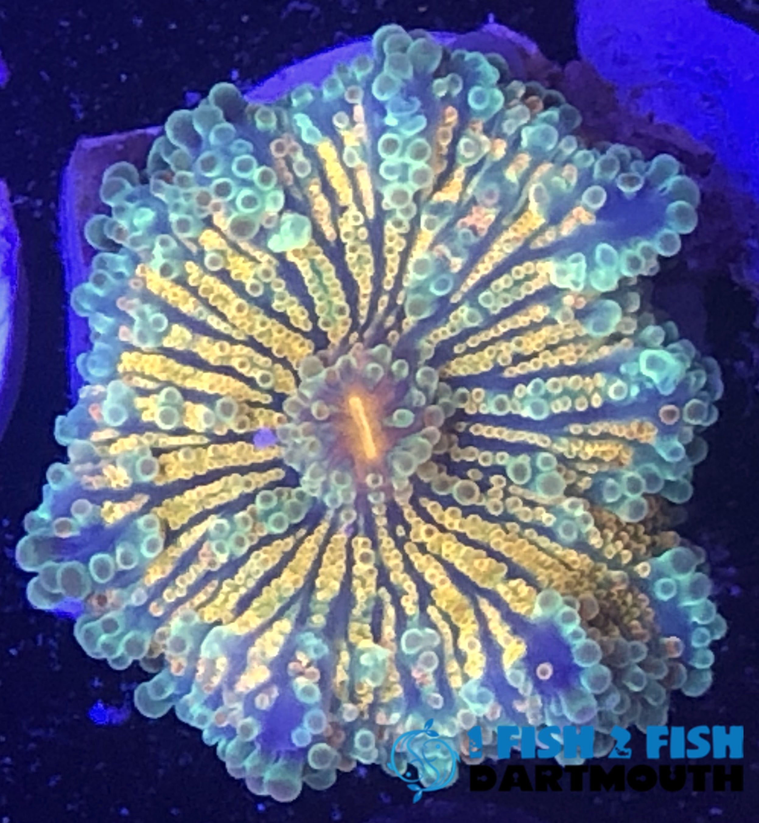 Green and Orange Yuma Mushroom (120)