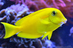 Orange Shoulder Tang "Acanthurus olivaceous"