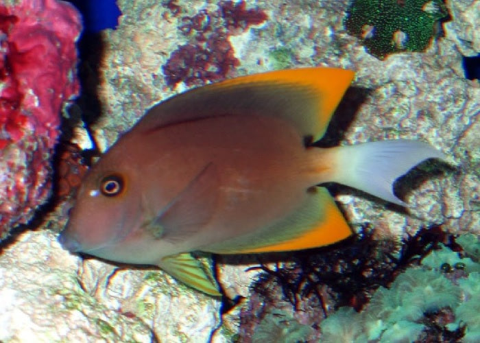 Tomini Tang "Ctenochaetus tominiensis"