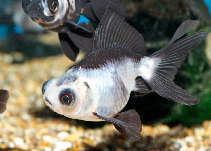 Panda Moor Goldfish "Carassius  auratus"- 1.5"