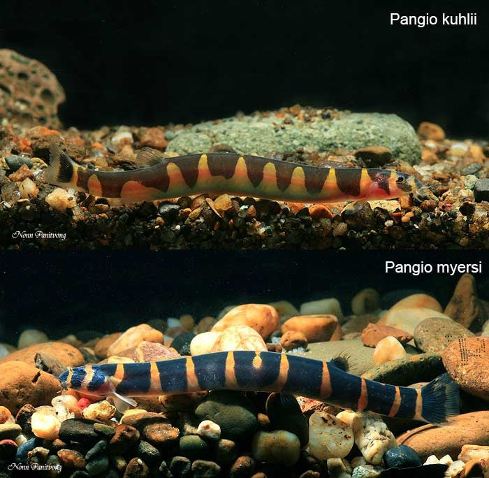 Kuhli Loach "Pangio kuhlii"