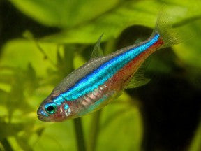 Green Neon Tetra "Paracheirodon simulans"