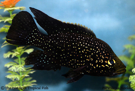 Starry Night Cichlid - "Paratilapia Bleekeri"
