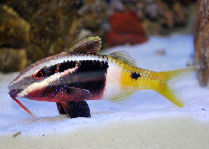 Bicolor Goatfish "Parupeneus barberinoides"
