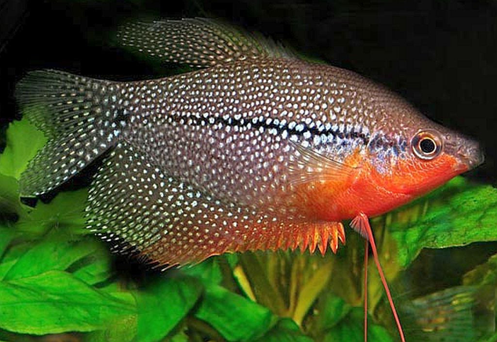 Pearl Gourami - "Trichogaster leeri"