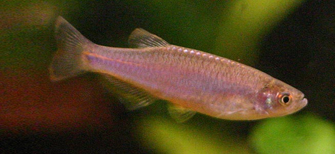 Pink Pearl Danio "Danio albolineatus"