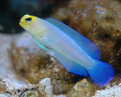 Yellowhead "Pearly" Jawfish "Opistognathus  Aurifrons"