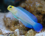 Yellowhead "Pearly" Jawfish "Opistognathus  Aurifrons"