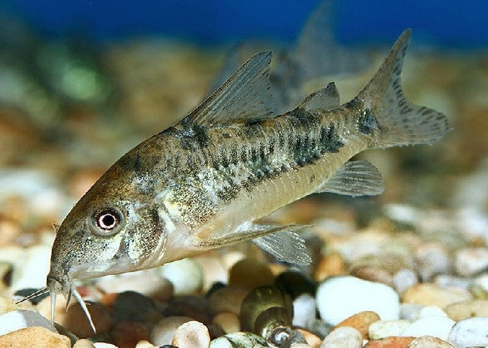 Peppered Cory Catfish "Corydoras paleatus"
