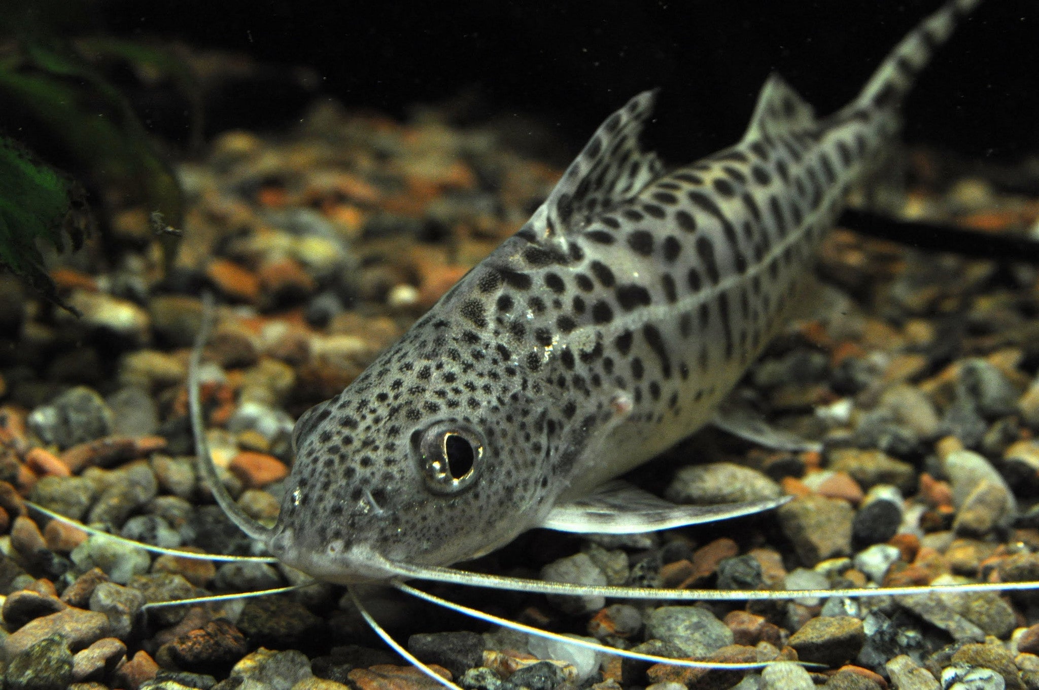 Pictus Catfish "Pimelodus pictus"