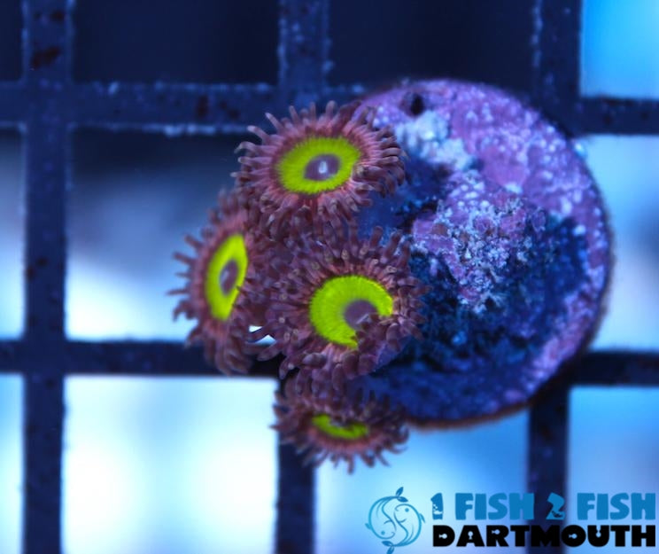 Pink Hippo Zoa Frag (227)