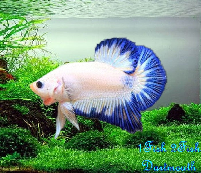 Bettas "Betta splendens"
