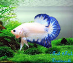 Bettas "Betta splendens"