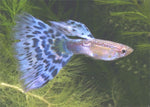 Guppy Fish "Poecilia reticulata"