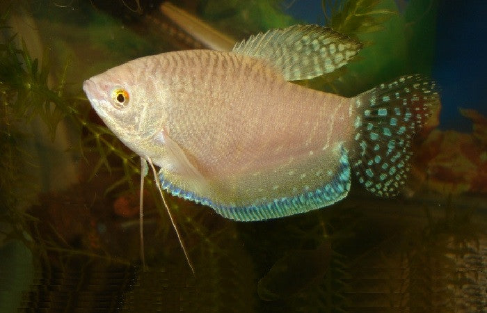 Platinum Golden Gourami "Trichogaster trichopterus"- Small