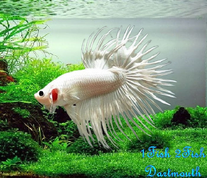 Bettas "Betta splendens"