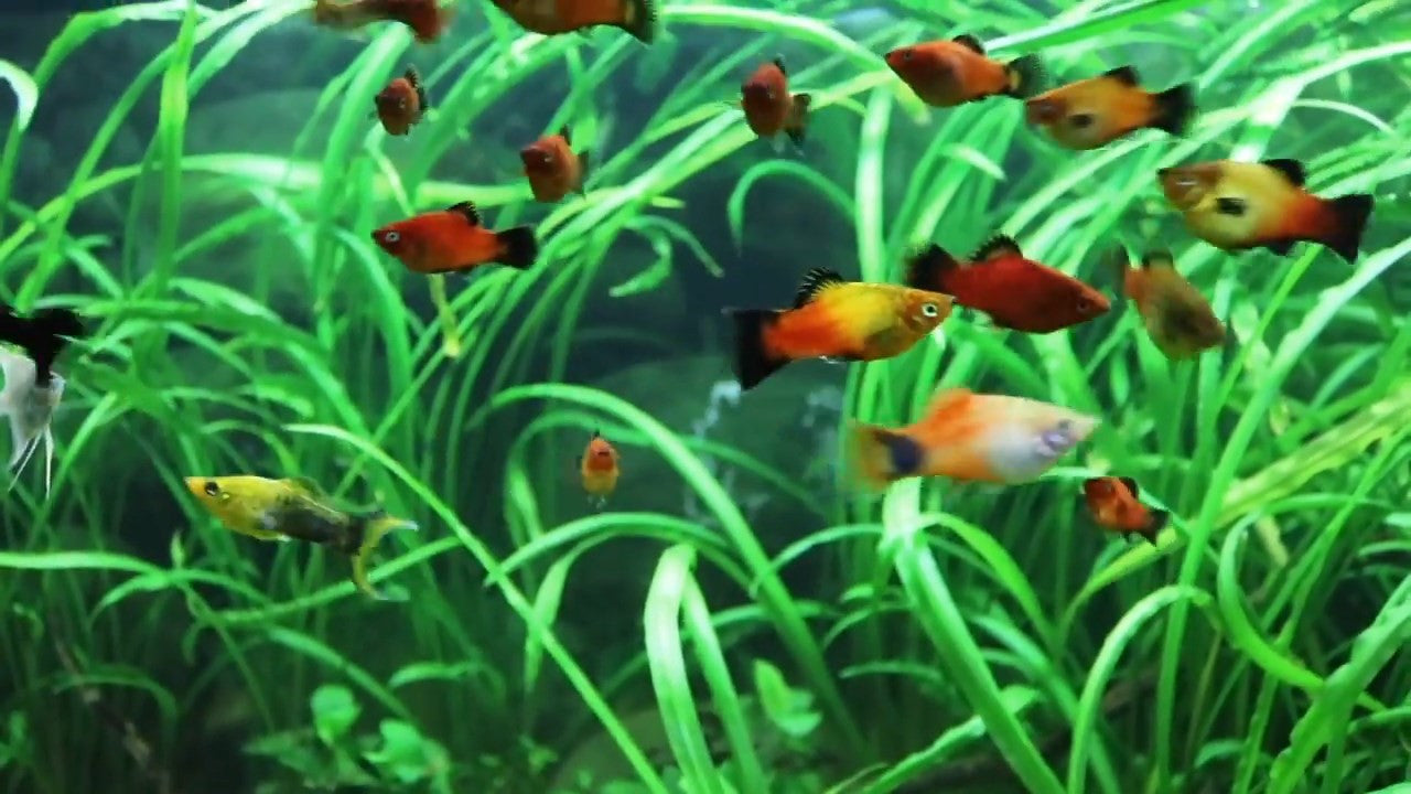 Platy Fish ''Xiphophorus maculatus''