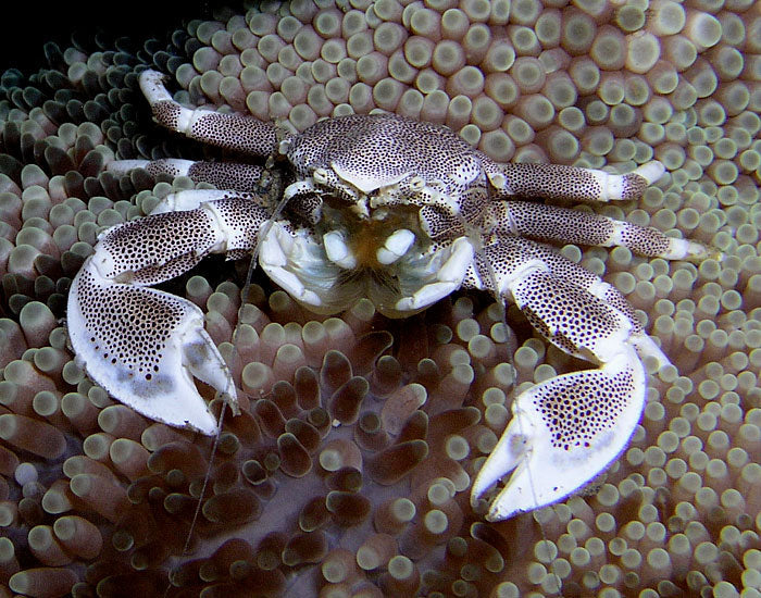 Anemone Porcelaincrab