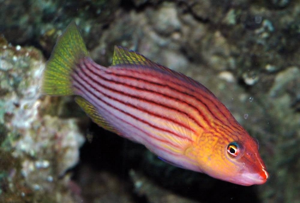 Eight Lined Wrasse "Pseudocheilinus octotaenia"