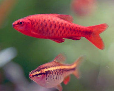 Cherry Barb "Puntius titteya"