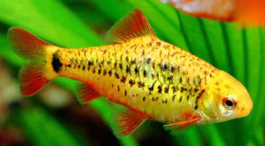 Gold Barb "Puntius sachsii"