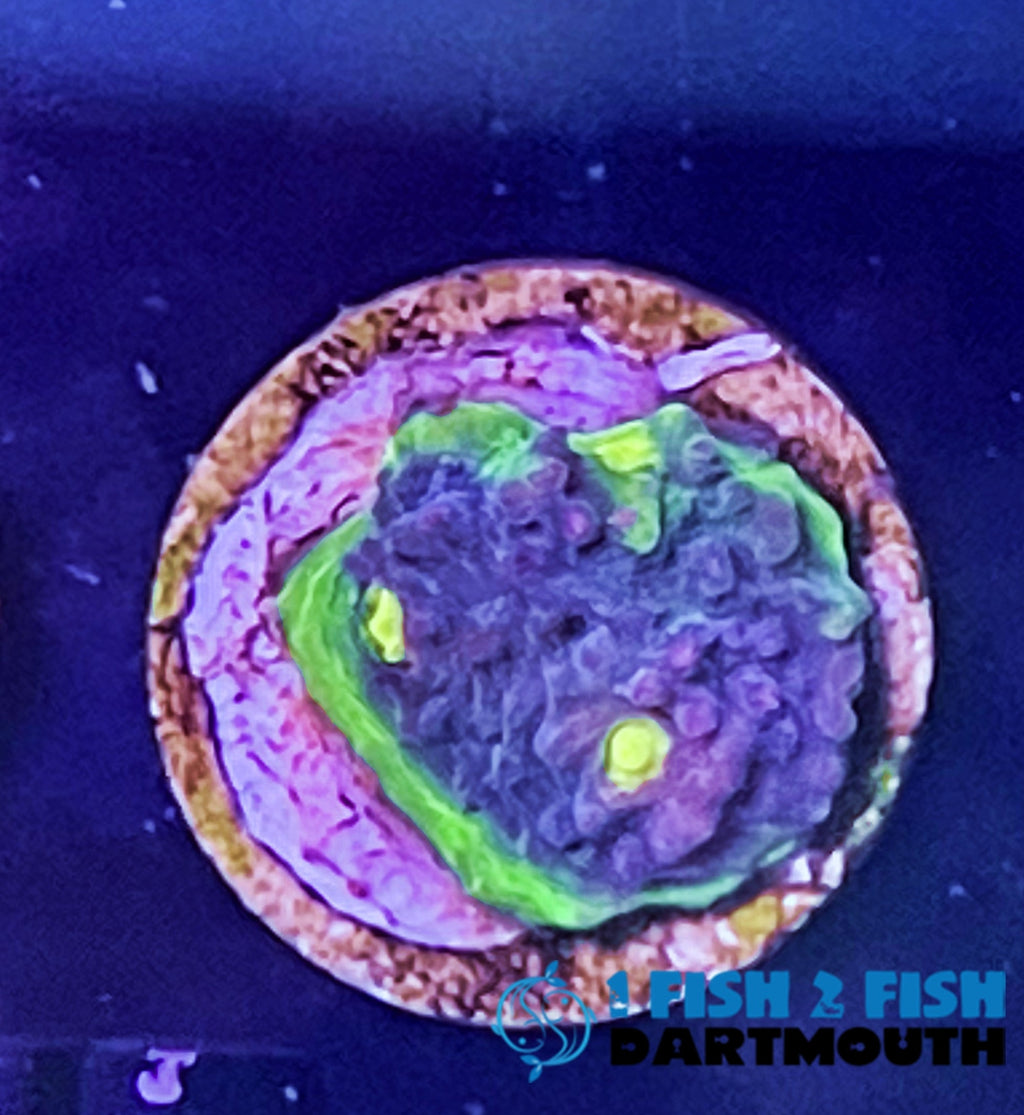 Purple Monster Chalice- Small