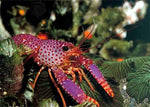 Reef Lobsters