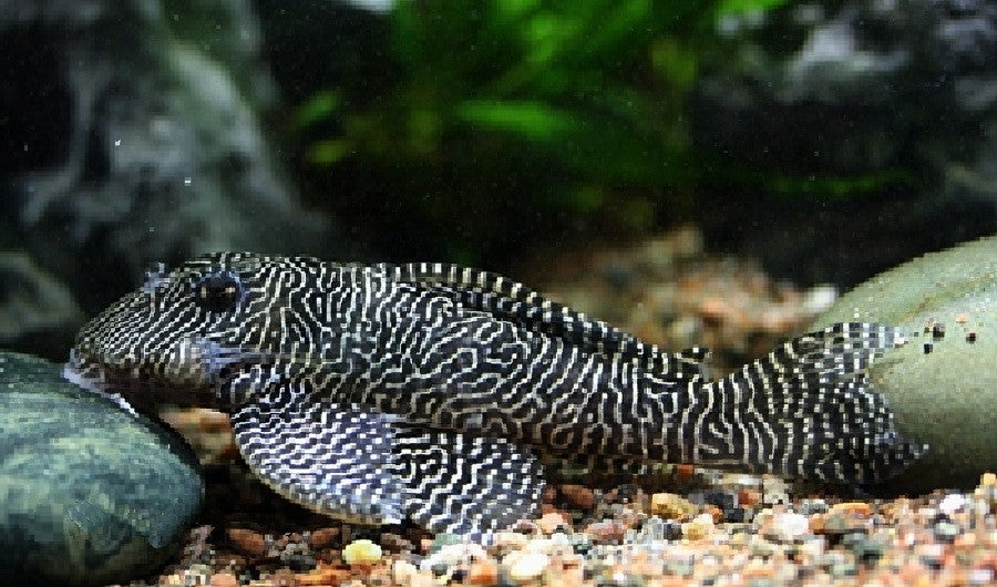 L260 - Queen Arabesque Pleco "Hypancistrus sp."
