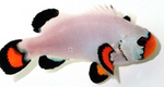 Captive bred Clownfish