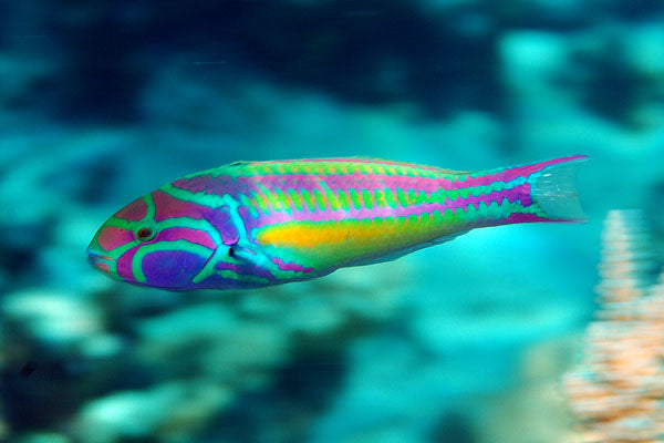 Fivestripe Wrasse ( Thalassoma quinquevittatum ),