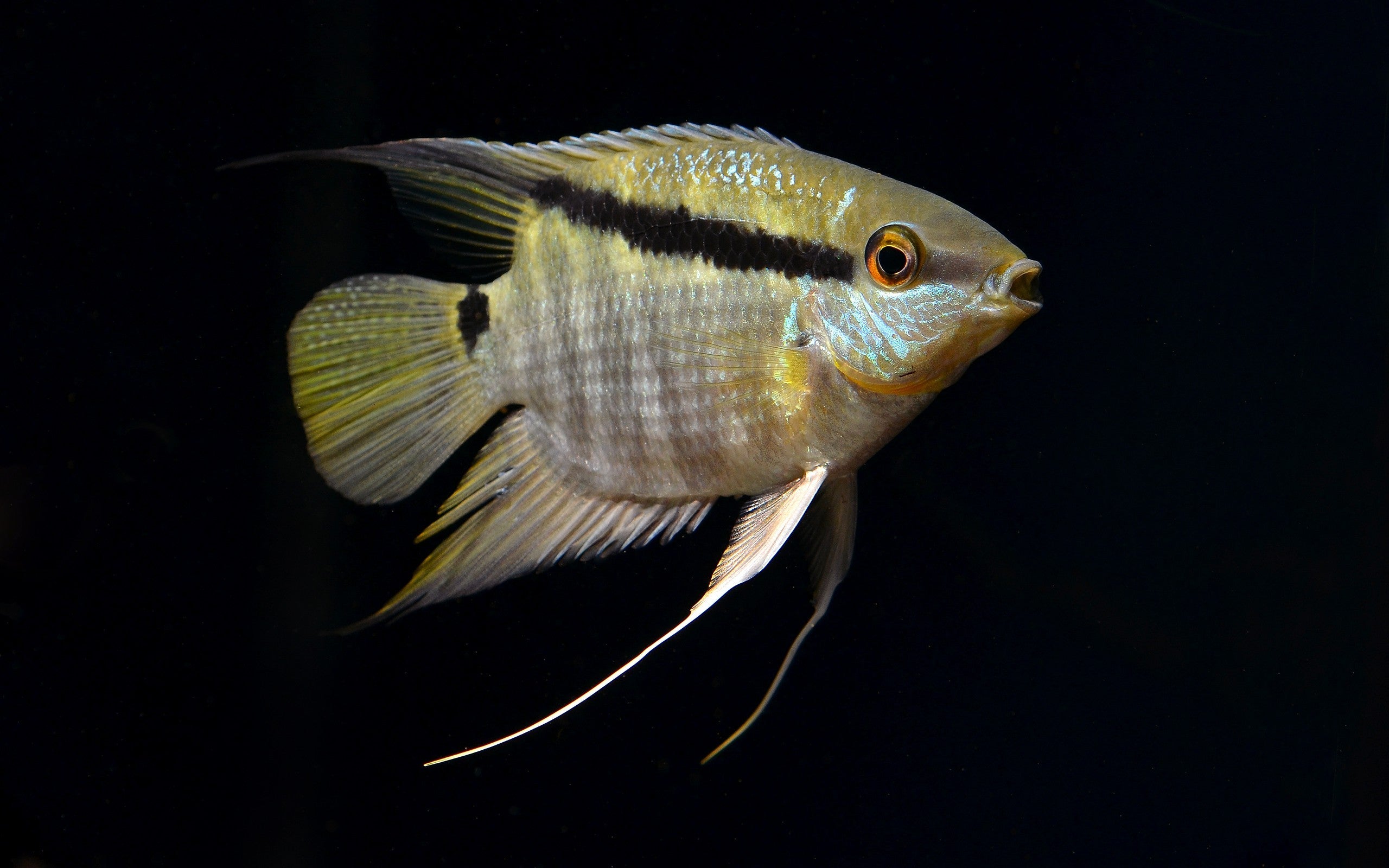 Mesonauta mirificus (Flag Cichlid)