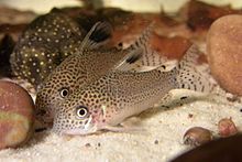 Corydoras punctatus